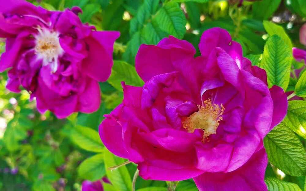 Rakúsko - Báden prehliadka a výstava ruží + Kláštor Heiligenkreuz 