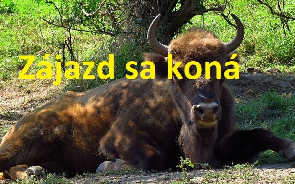 Slovensko - kŕmenie Zubrov, návšteva zámku v Topoľčiankach + národný žrebčín